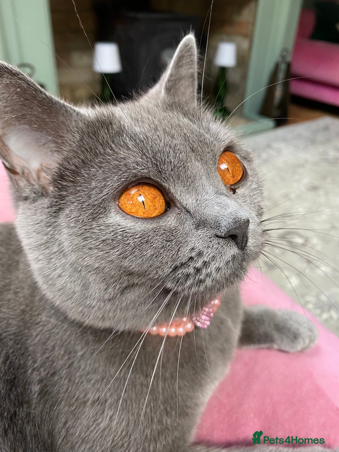 British Shorthair cats for sale: British Shorthair Kittens For Sale - Advert 2