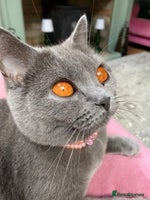 British Shorthair cats British Shorthair Kittens For Sale - Advert 3