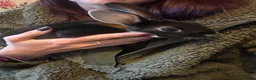 Rex rabbits for sale: Black Otter Mini Rex Bunnies  - Advert 4