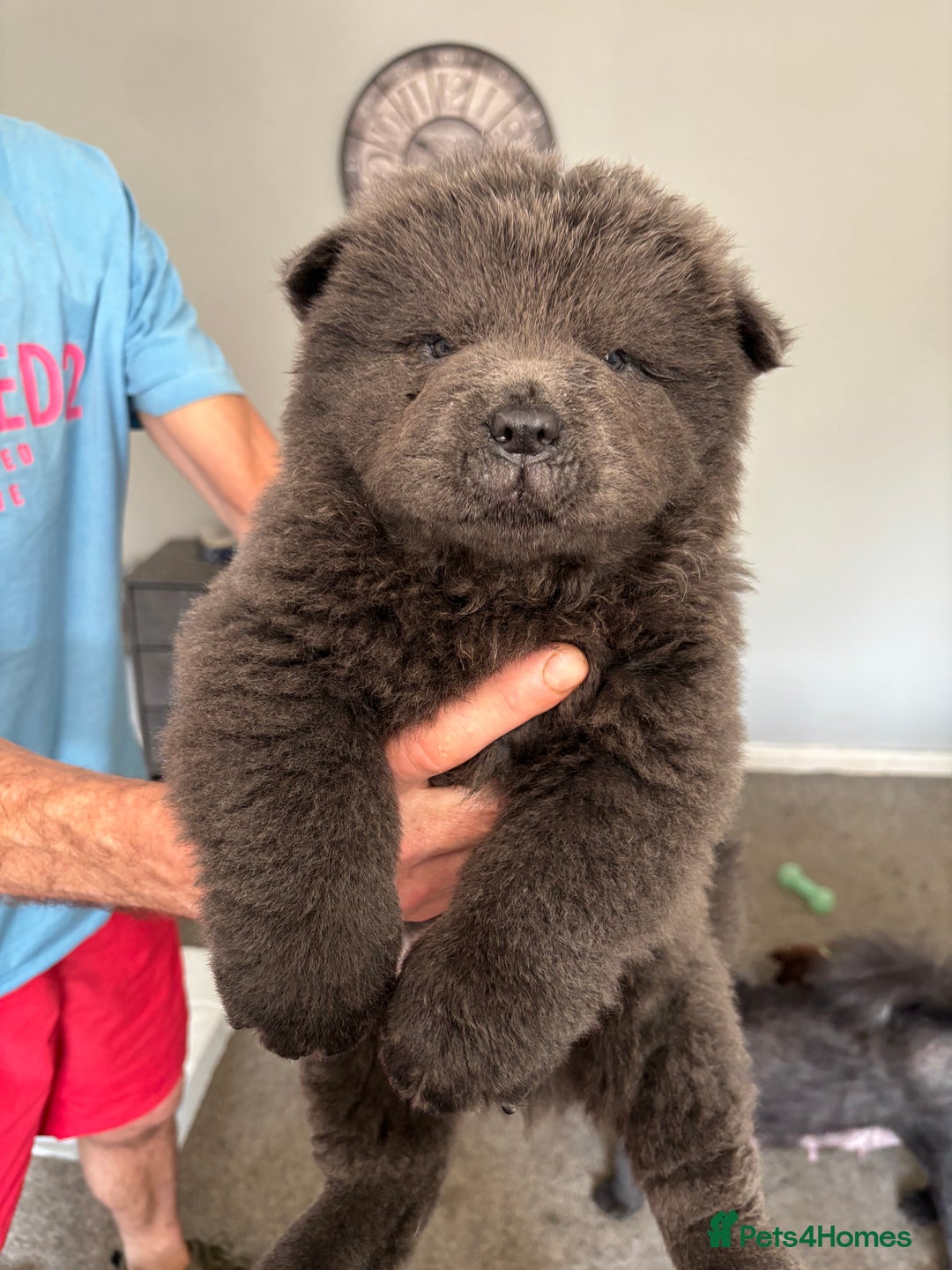 Chow Chow dogs for sale: Quality chow cows - Image 4
