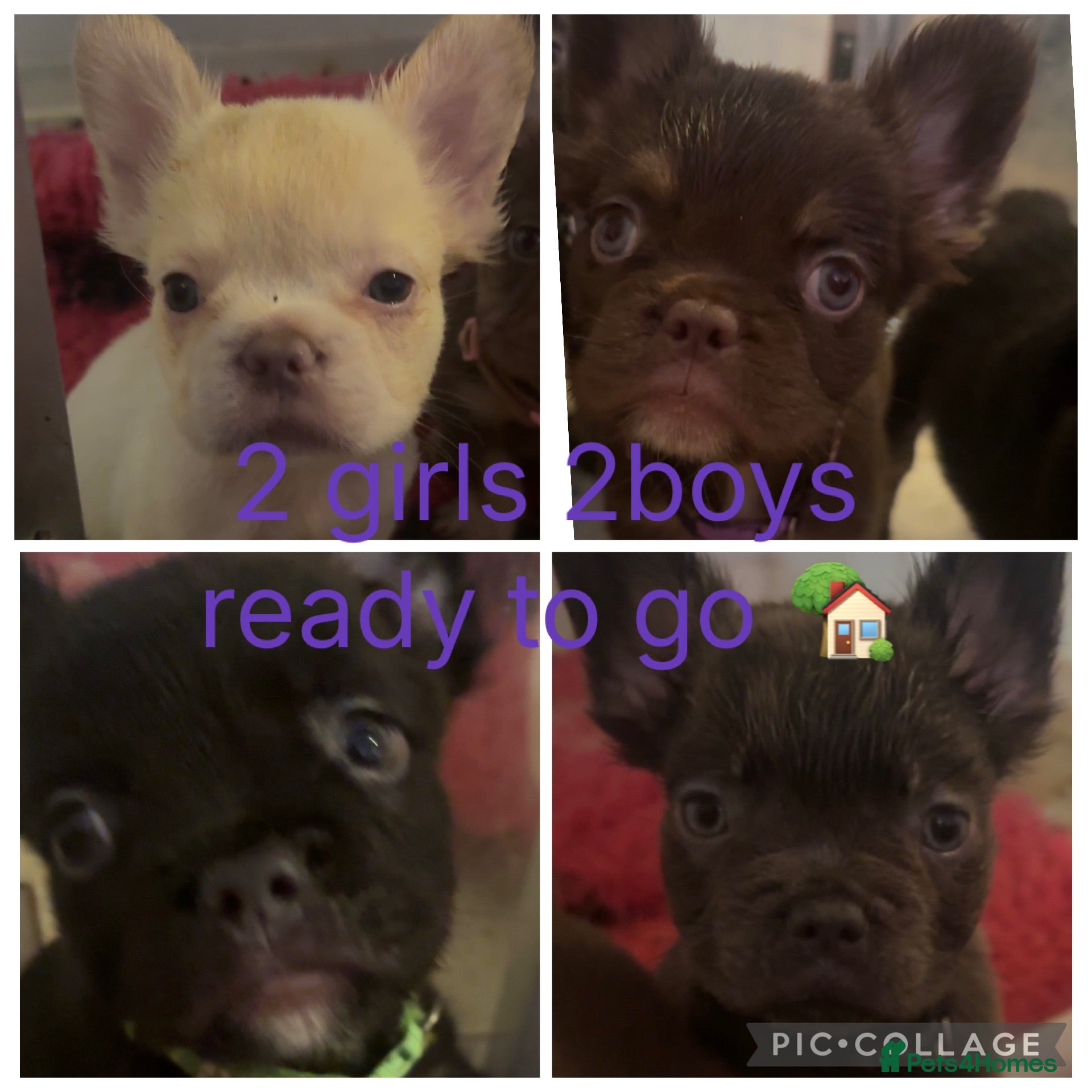 French Bulldog dogs Fluffy French bulldog - Advert 1