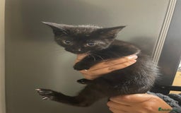 Domestic Shorthair cats for sale: Kittens For Sale! - Image 4