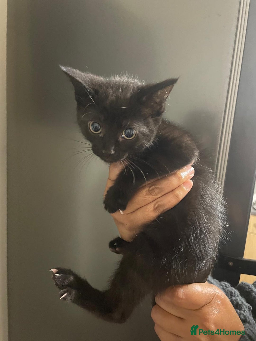 Domestic Shorthair cats for sale: Kittens For Sale! - Image 4