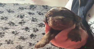 Cocker Spaniel dogs - Advert 12