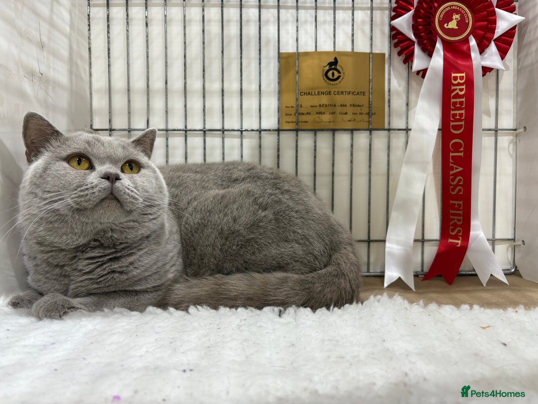 British Shorthair cats for sale: ✨ Gccf Champion Parents. Lilac bi colour male ✨ - Advert 14