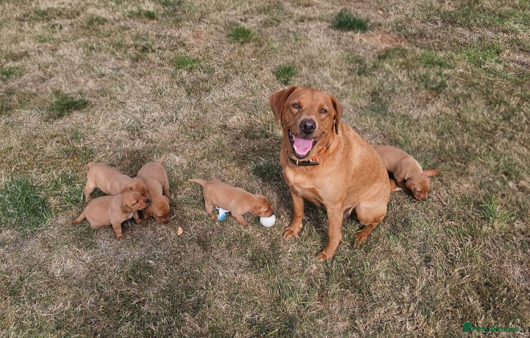 Labrador Retriever dogs for sale: Red Fox Labrador Puppies–Ready from 26th September - Image 19