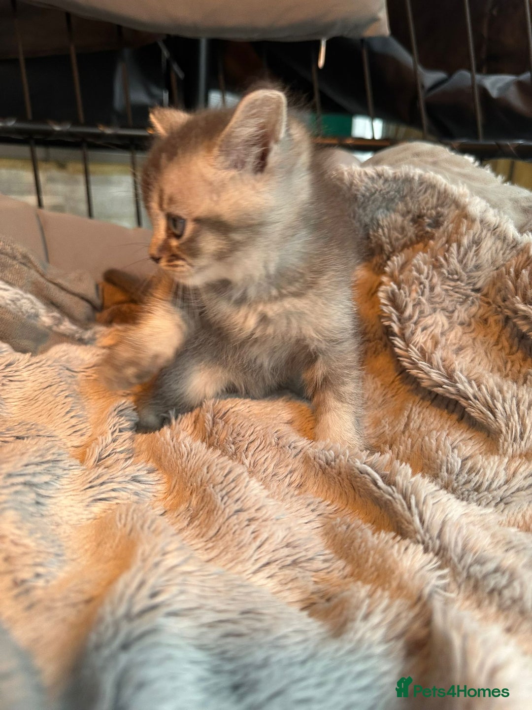 Mixed Breed cats for sale: Maine coon x Scottish fold kittens - Image 25