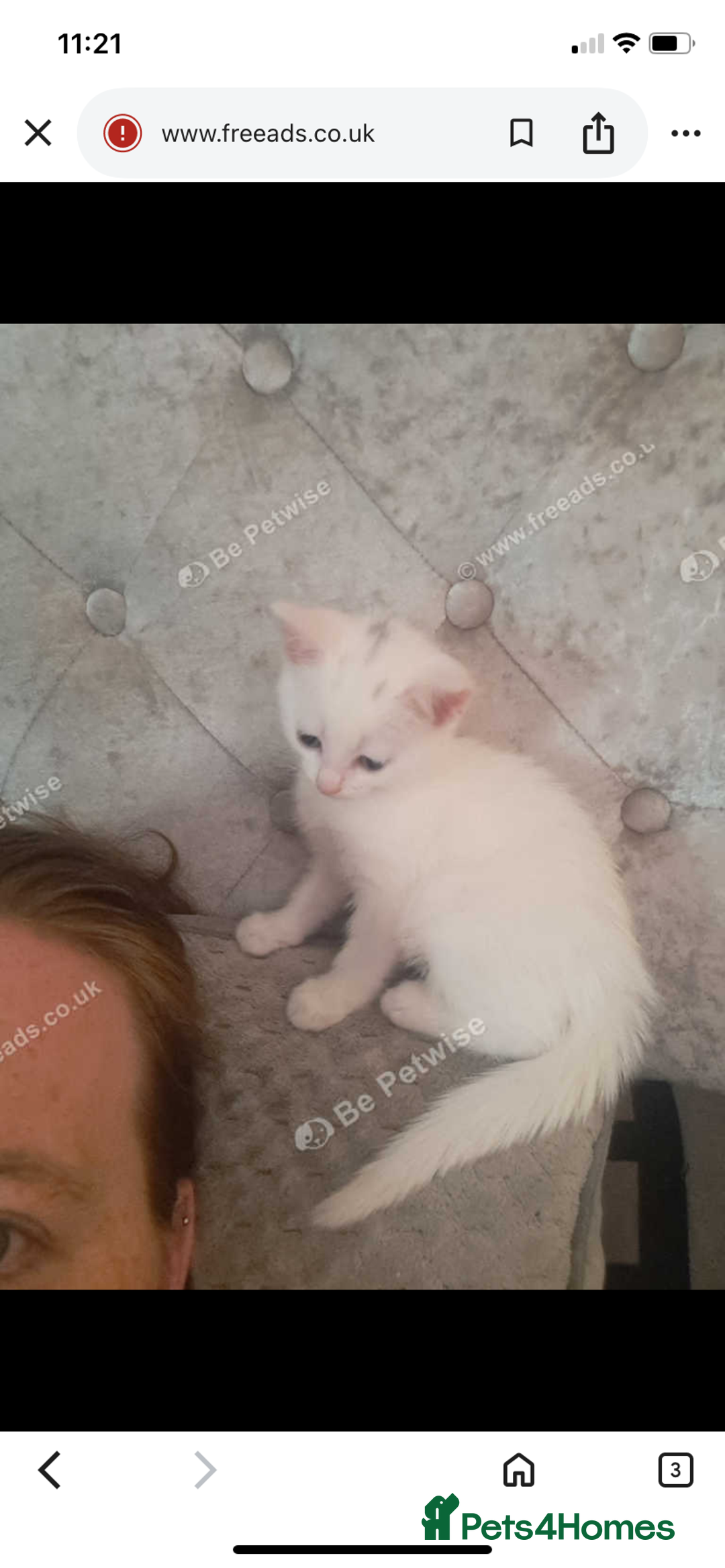 British Shorthair cats for sale: Two White British short hair kittens - Image 5