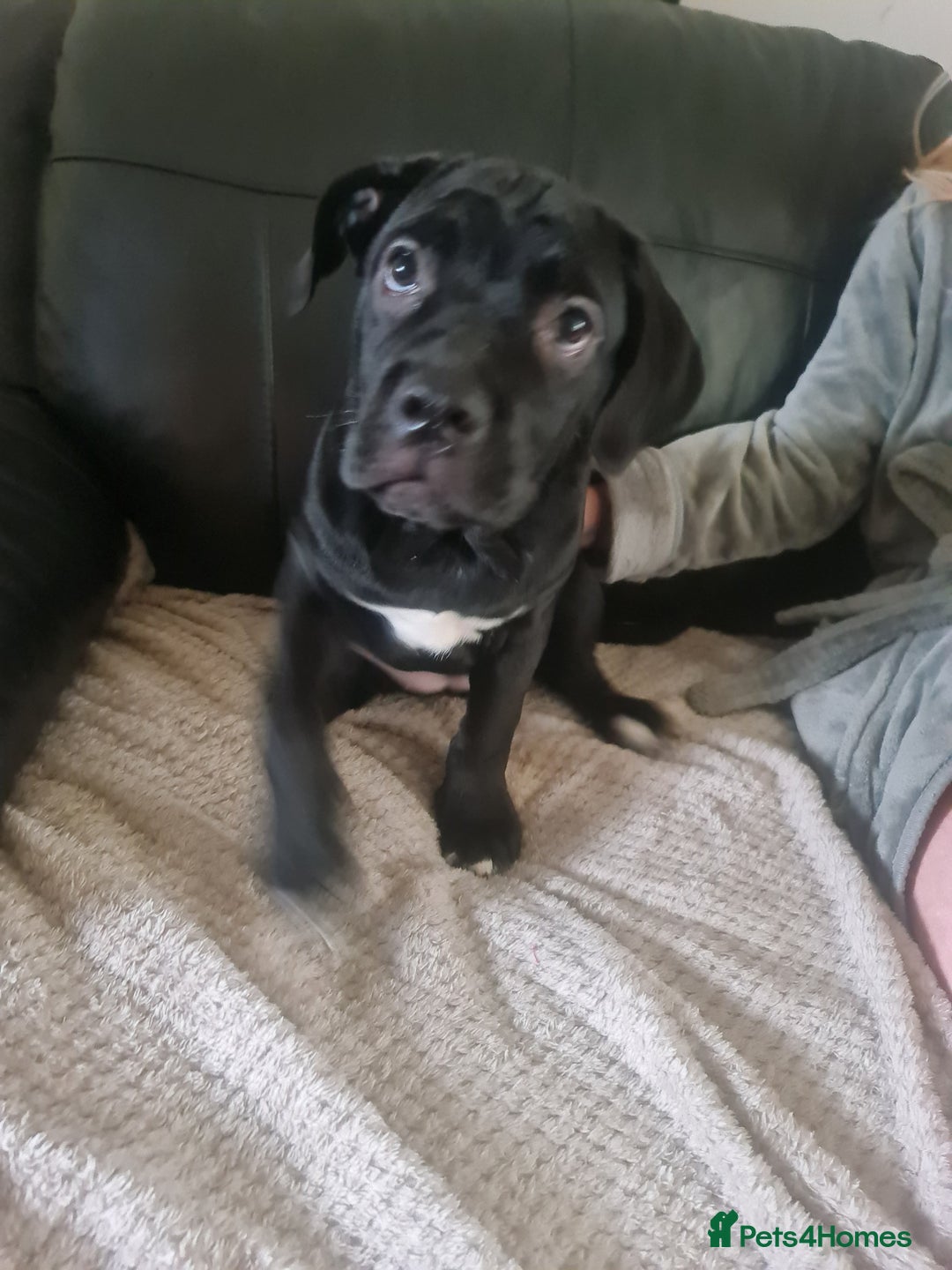 Cane Corso dogs for sale: 2 beautiful cane corso puppies - Advert 6