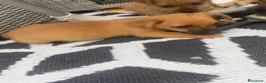 Mixed Breed 5