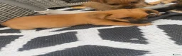 Mixed Breed dogs for sale: Jack Russell cross Yorkie cross Chihuahua  in Pontypool - Advert 4
