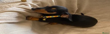Dachshund 3