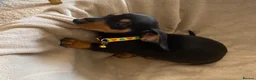 Dachshund dogs for sale: 7 beautiful puppy’s looking for a forever home.  - Advert 5