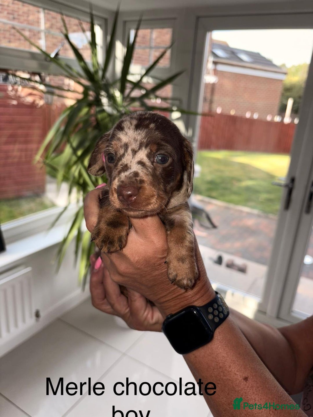 Dachshund dogs for sale: Mini daschunds  - Image 3
