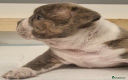 American Bully dogs for sale: 4 pocket bully pups. - Advert 6