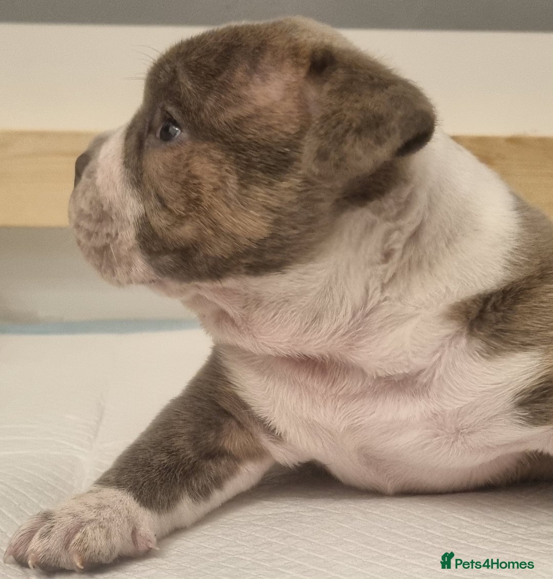 American Bully dogs for sale: 4 pocket bully pups. - Advert 6
