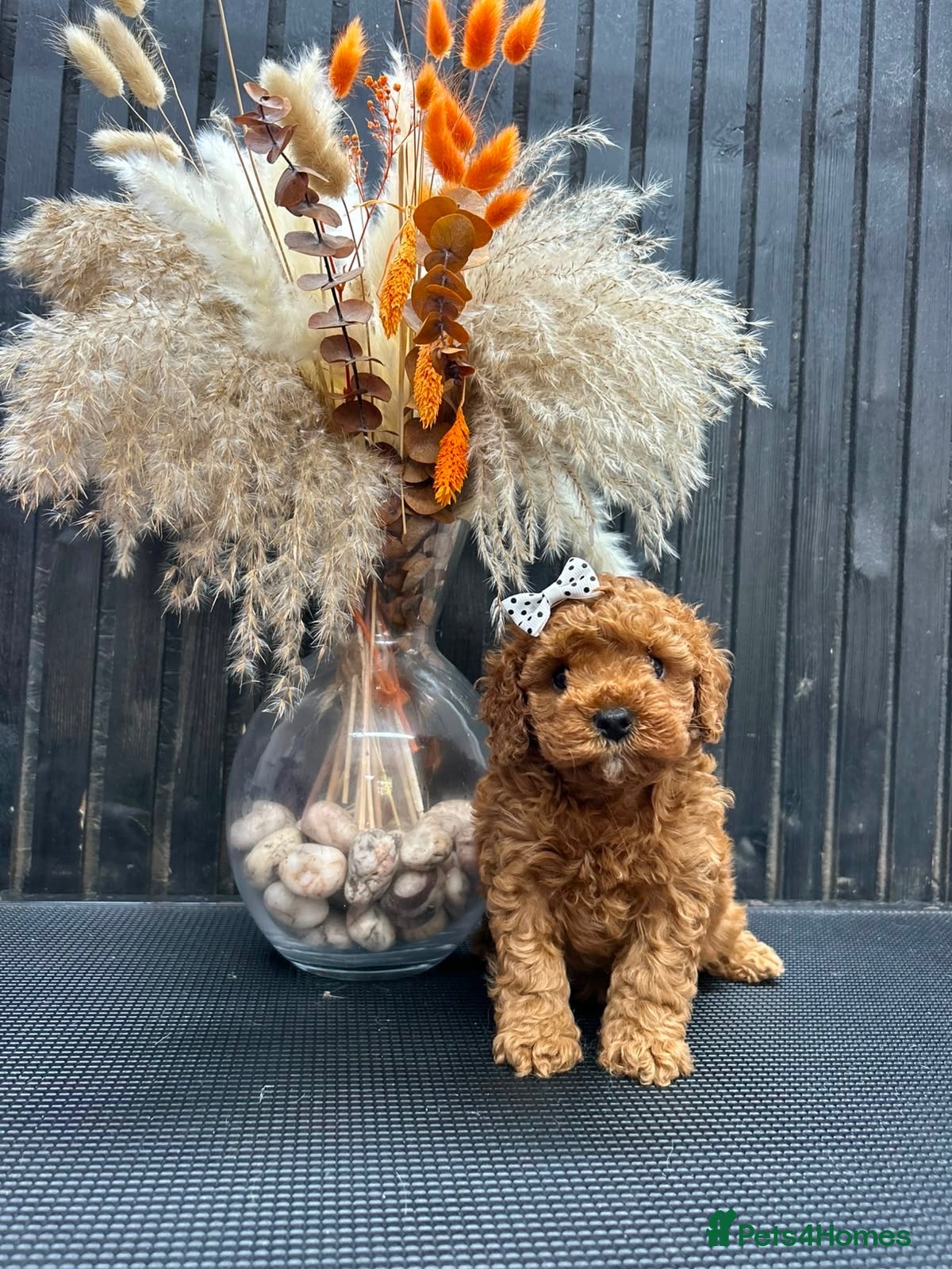 Cavapoo dogs F1b Cavapoo puppies - Advert 11