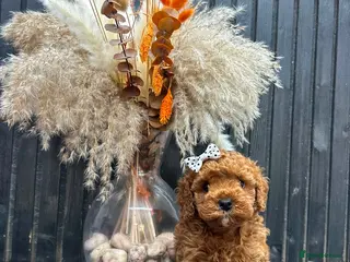 Cavapoo dogs F1b Cavapoo puppies - Advert 2