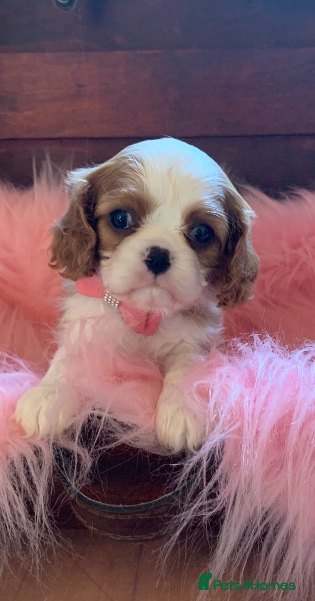 Cavalier King Charles Spaniel dogs 5* Licensed RKC H/T Gorgeous Cavalier KC - Advert 7