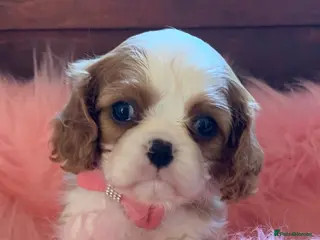 Cavalier King Charles Spaniel dogs 5* Licensed RKC H/T Gorgeous Cavalier KC - Advert 7