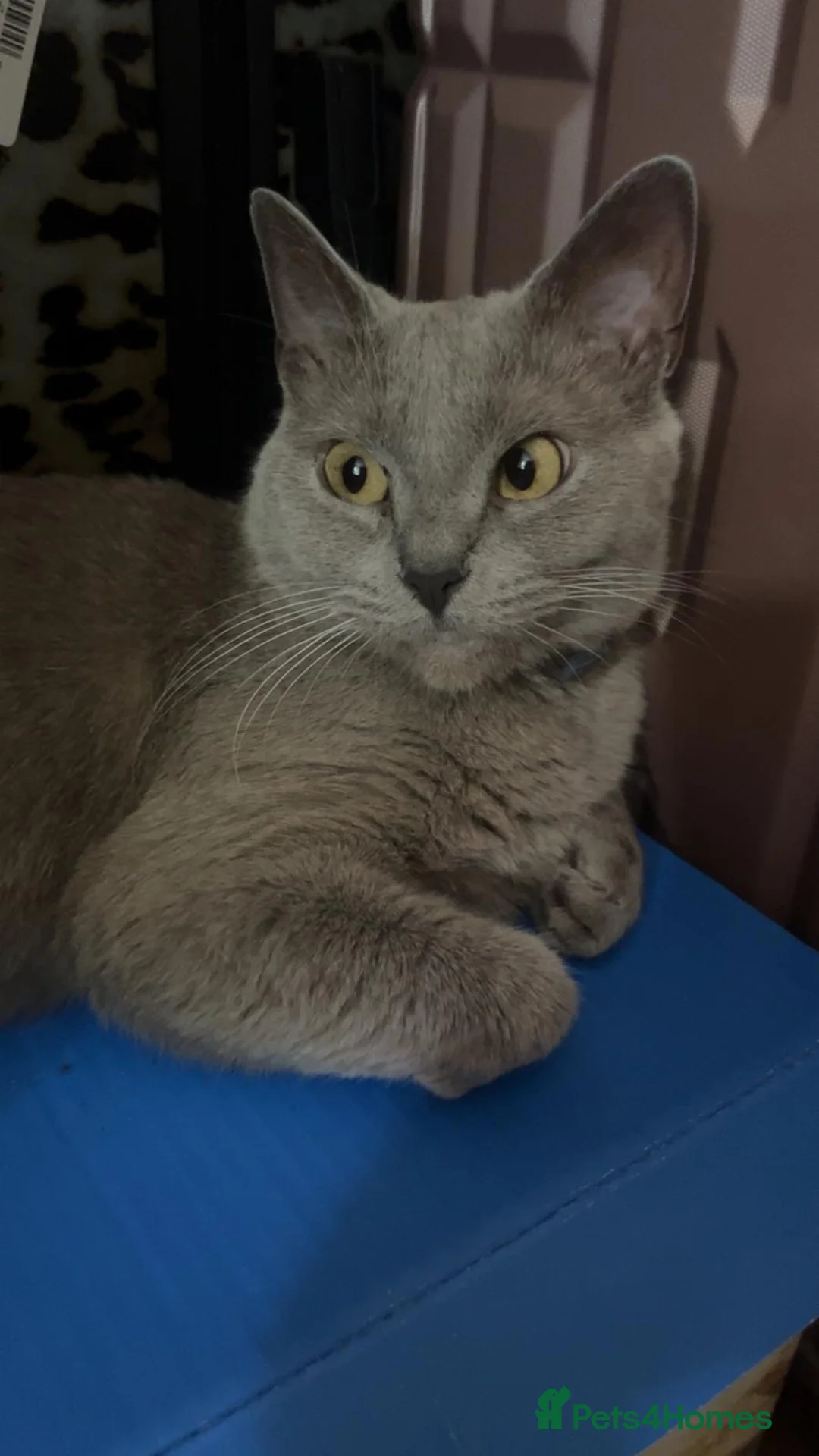 Mixed Breed cats for sale: Friendly British Shorthair × Russian Blue Cat in Birmingham - Advert 2