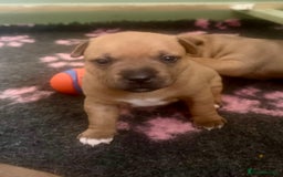 Staffordshire Bull Terrier dogs for sale: Amazing True To Type Staffordshire bull terriers  - Image 7
