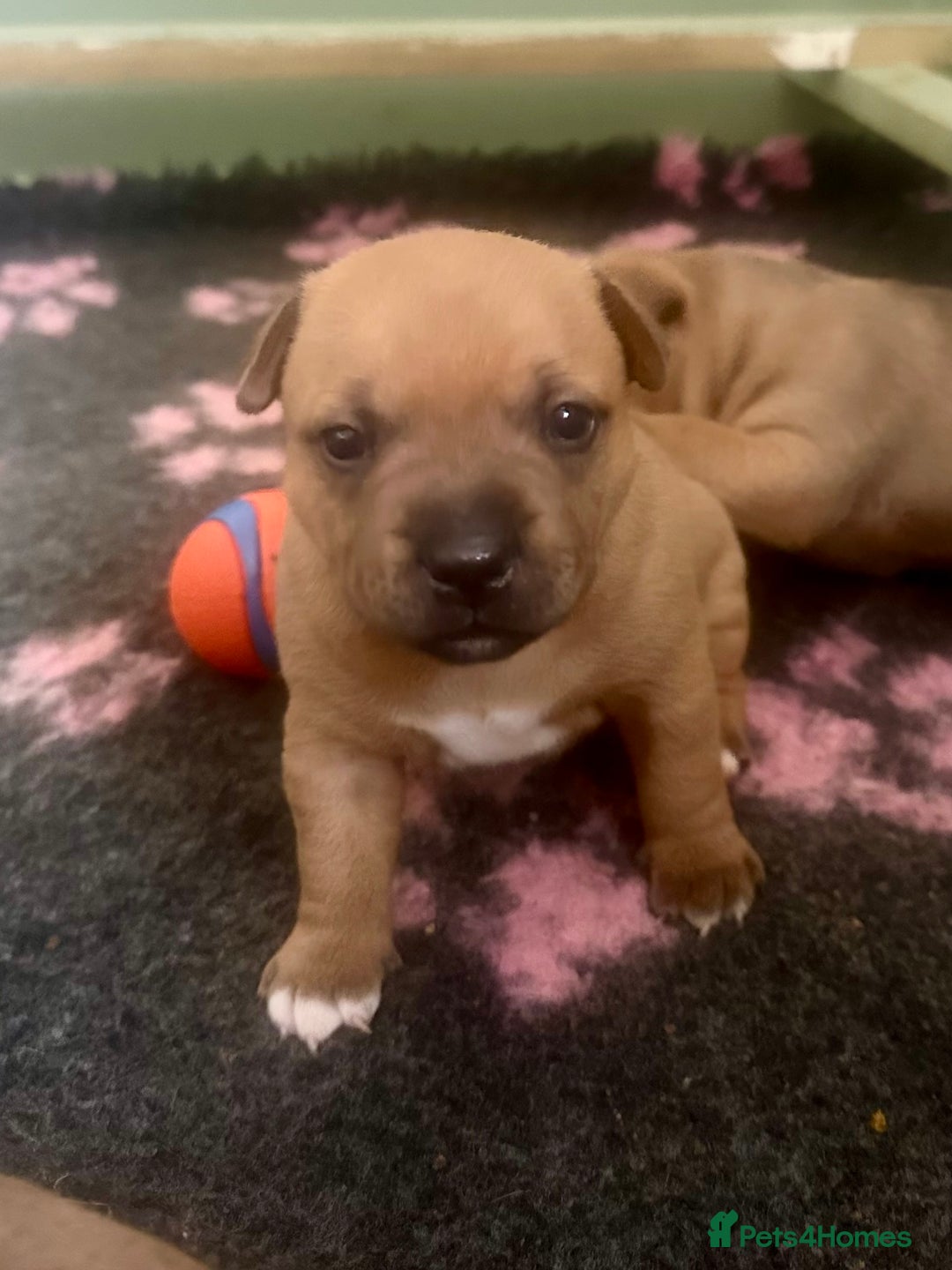 Staffordshire Bull Terrier dogs for sale: Amazing True To Type Staffordshire bull terriers  - Image 7