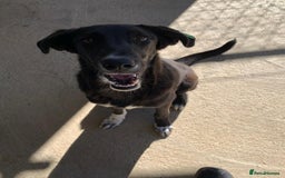 Mixed Breed dogs for adoption: Raven, 1.5 yrs approx. Available for adoption. - Image 5