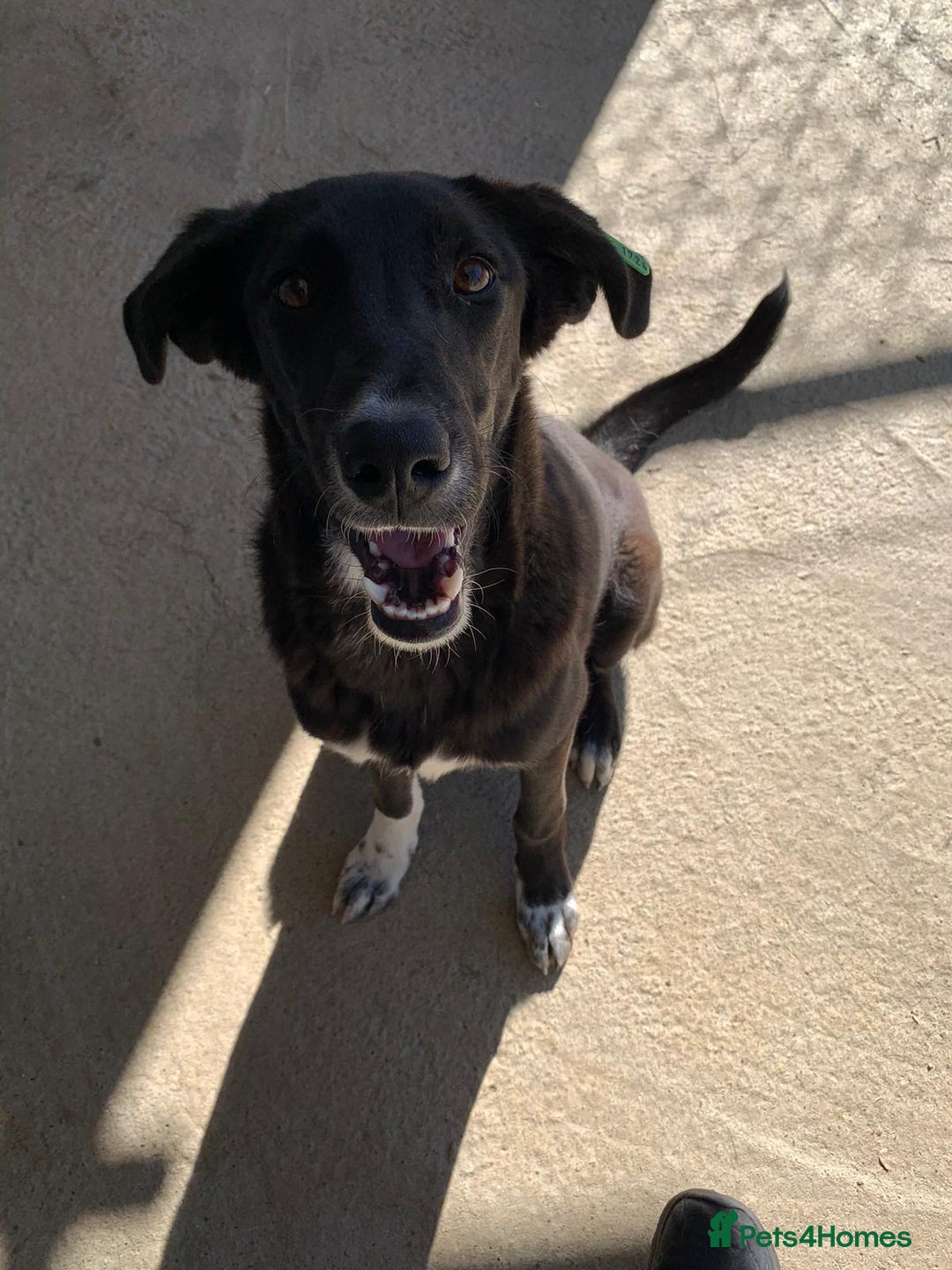Mixed Breed dogs for adoption: Raven, 1.5 yrs approx. Available for adoption. - Image 5
