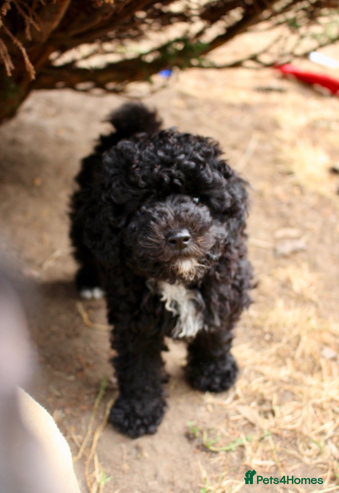 Miniature Poodle dogs Miniature poodle ready for their forever homes  - Advert 6