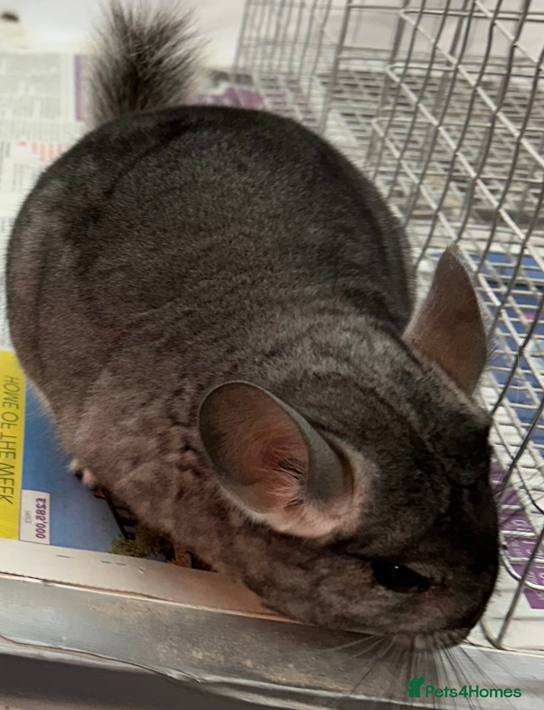 Chinchilla rodents for sale: Lola, beautiful Standard girl, lovely temperament - Advert 6