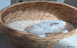 Ragdoll cats for sale: Stunning Ragdoll kittens  - Image 34