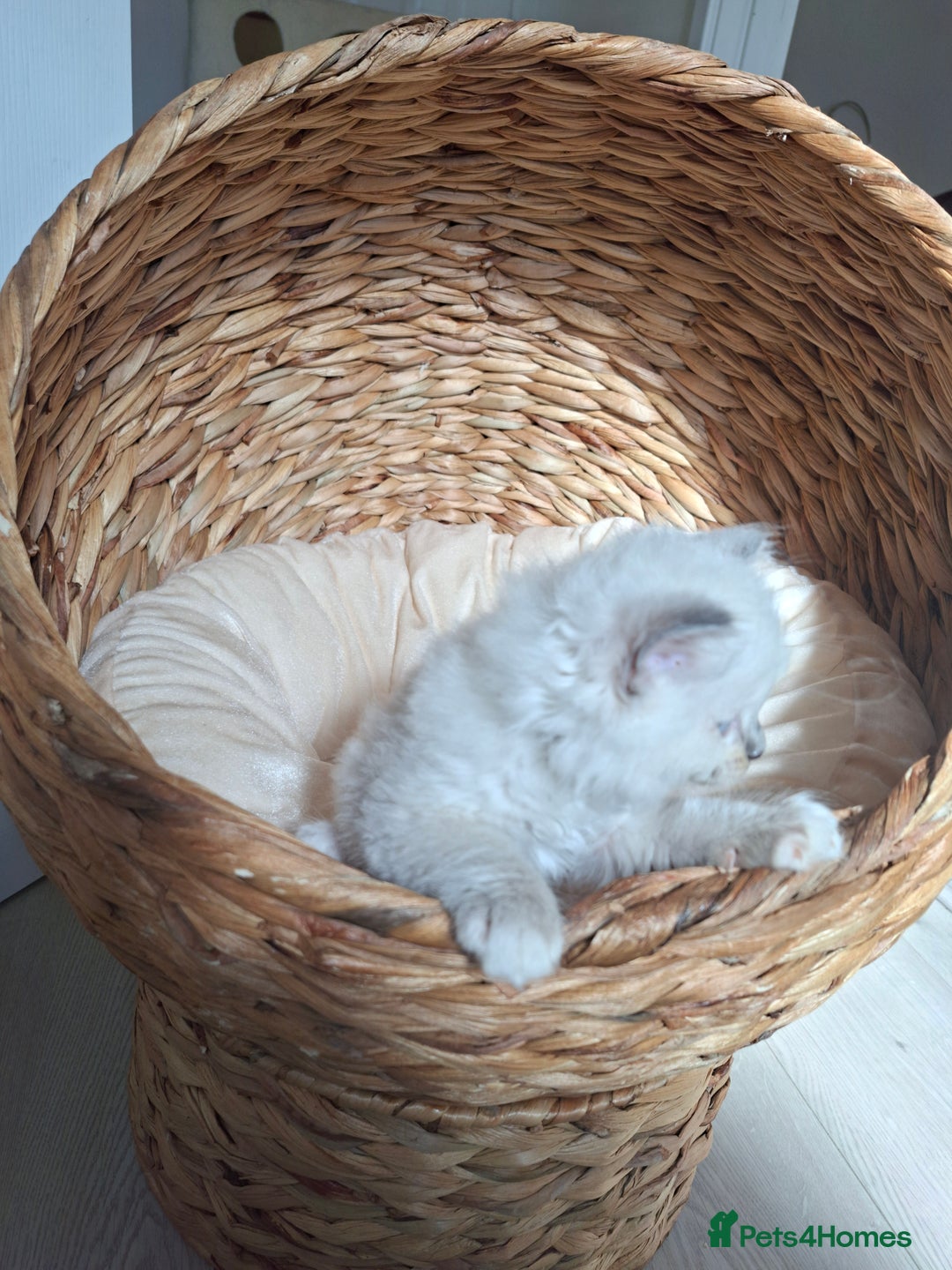 Ragdoll cats for sale: Stunning Ragdoll kittens  - Image 34