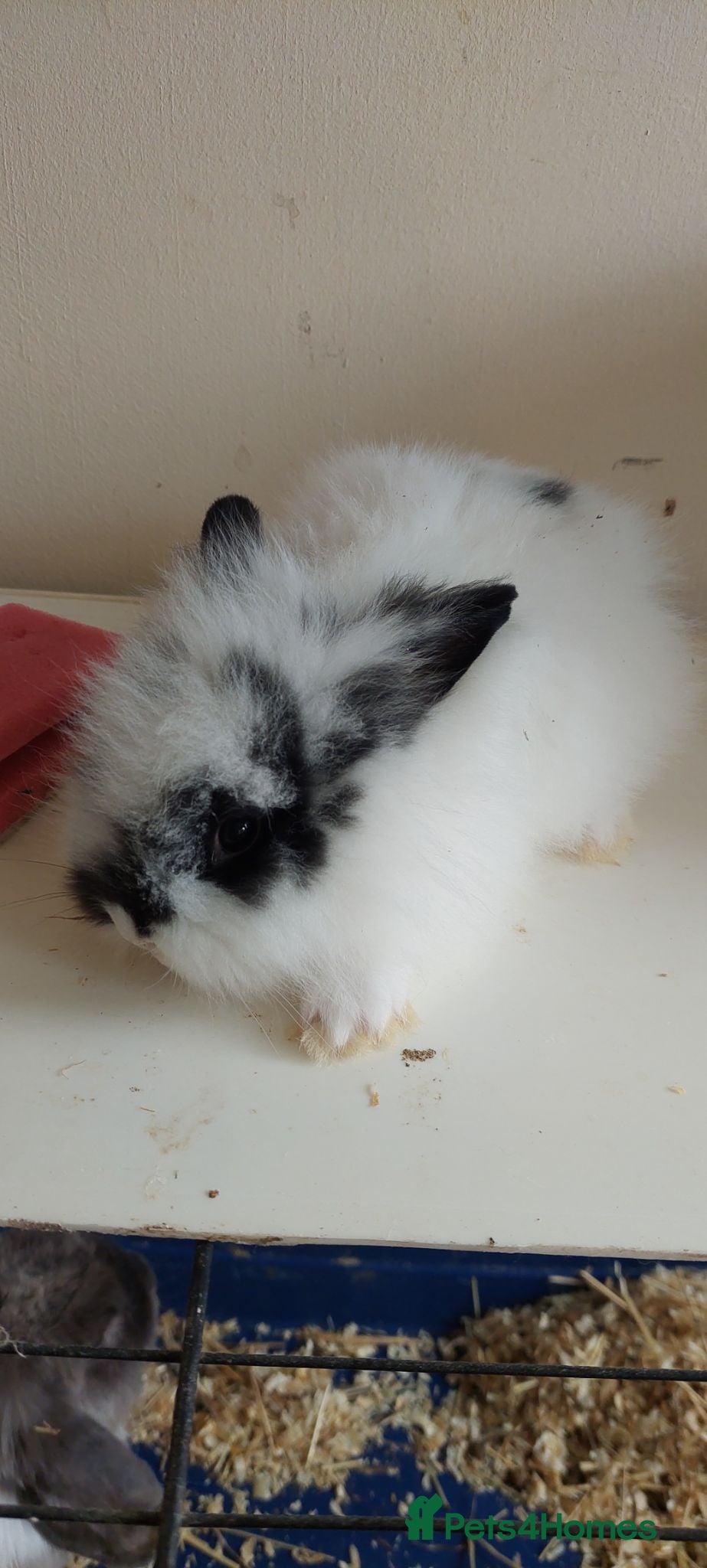 Lionhead rabbits Loinhead babys ready to reserve  - Advert 8
