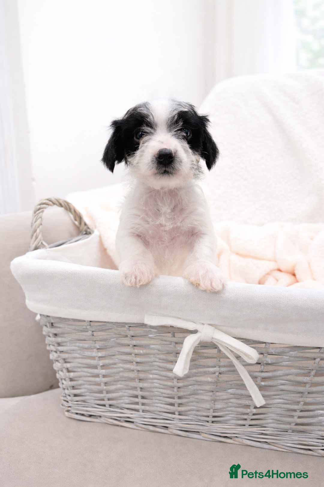 Jackapoo dogs for sale: Beautiful Jackapoo Puppies 🐾 - Advert 3