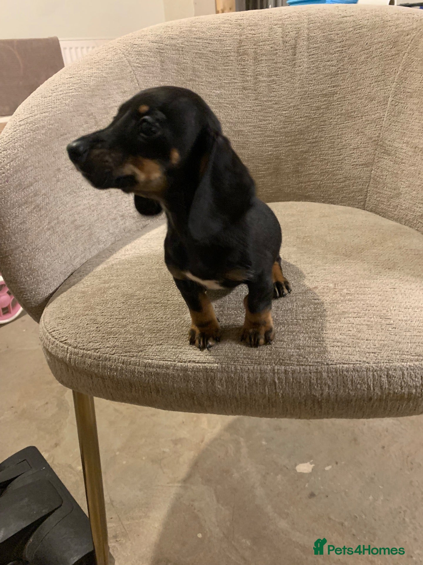 Miniature Dachshund dogs for sale: 💙💙**1 black/tan boy remaining 💙💙*** - Advert 2