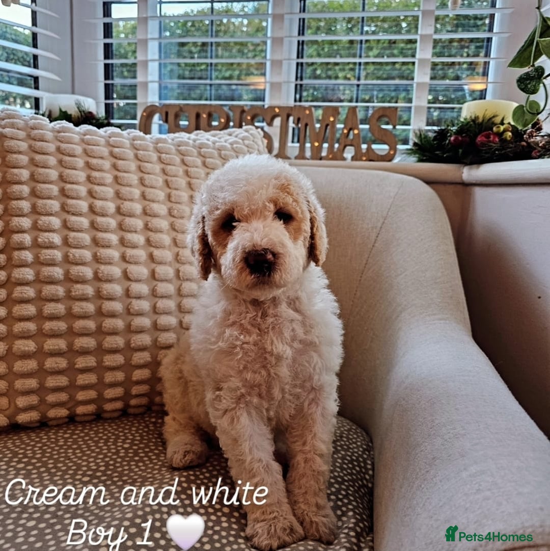 Labradoodle dogs for sale: Curly Coated Hypo-Allergenic Labradoodle Puppies   - Advert 6