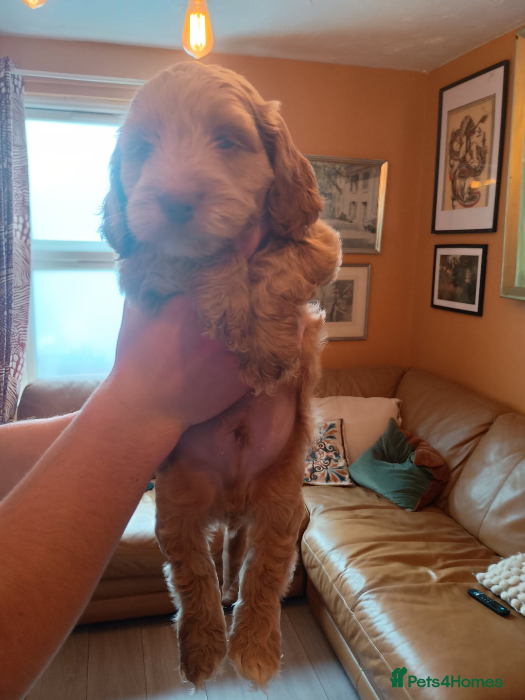 Cockapoo dogs for sale: Beautiful Cockapoo Pups  - Image 13