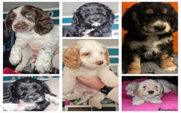 Cockapoo dogs for sale: Stunning F2 cockapoo puppies  - Image 1