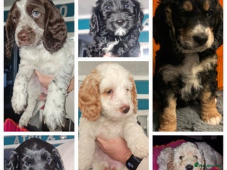 Cockapoo dogs - Advert 2