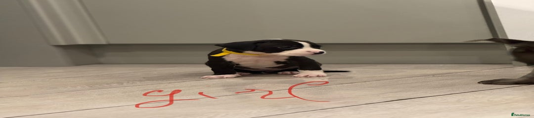 American Bull Staffy Puppy 2