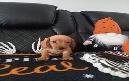 Miniature Dachshund dogs for sale: beautiful miniature dachshund pups available now  - Image 13