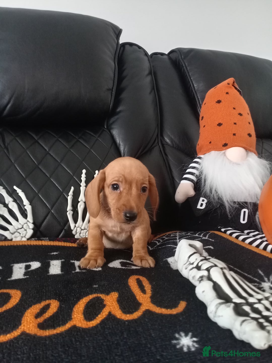 Miniature Dachshund dogs for sale: beautiful miniature dachshund pups available now  - Image 13
