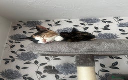 Domestic Shorthair cats for sale: Two 1 year old female cats  - Image 1