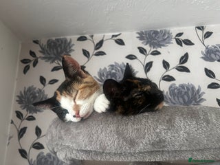 Domestic Shorthair cats for sale - Advert 1