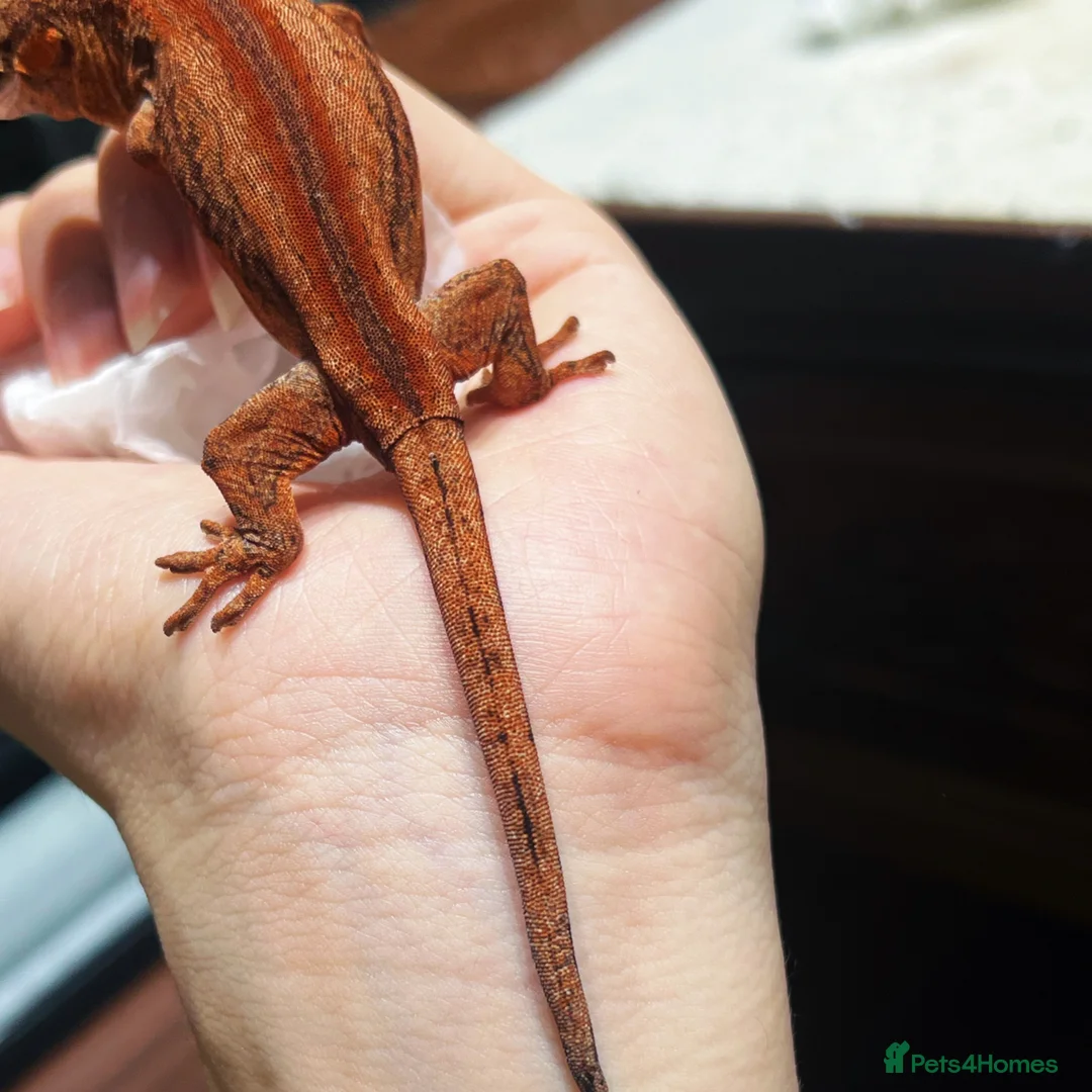 Gecko reptiles for sale: Red Base And Red Stripe Gargoyle Gecko Juvenile in London - Advert 2