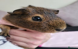 Guinea Pig rodents for sale: Baby girls guinea pigs  - Image 11