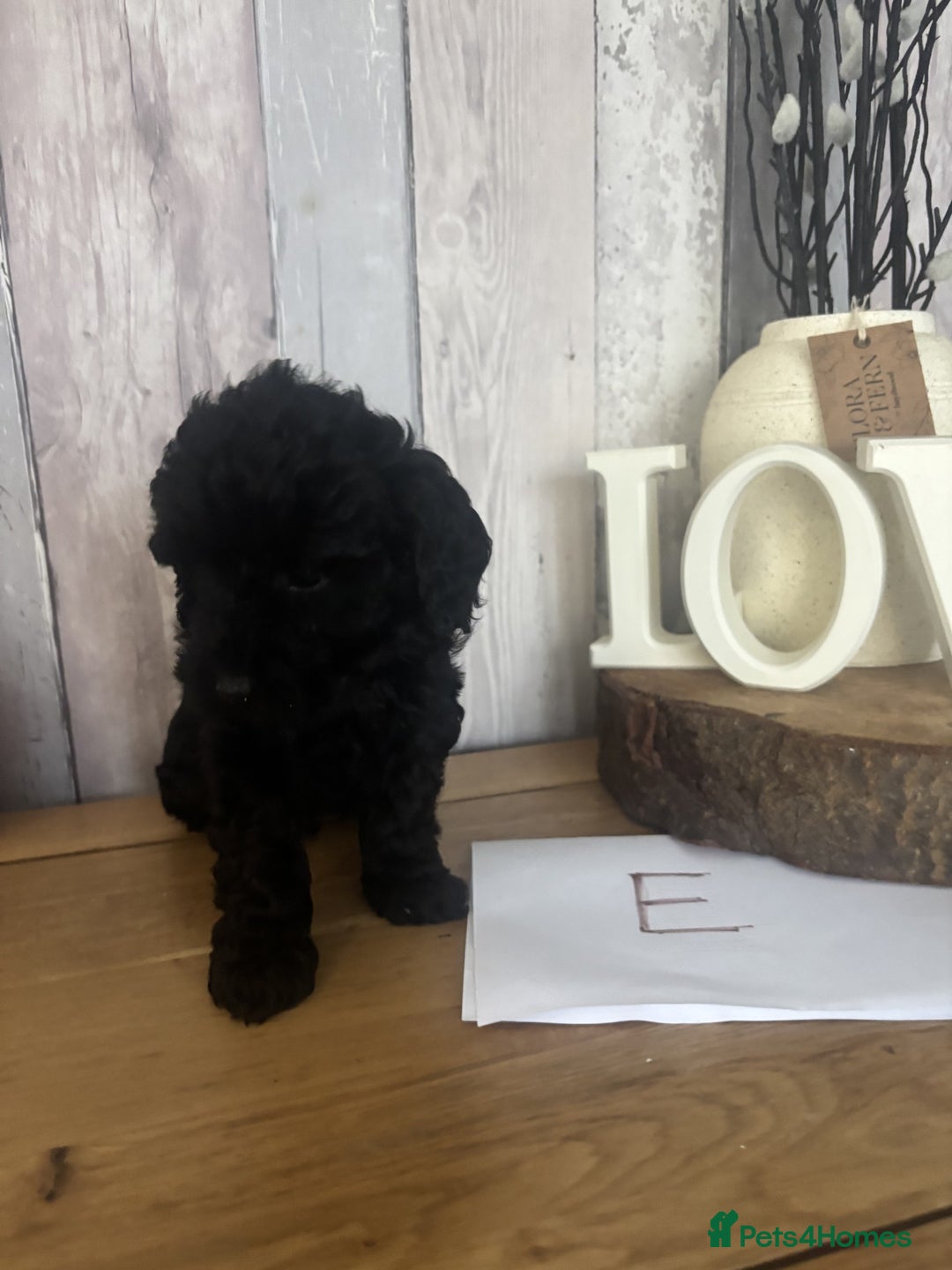 Cockapoo dogs for sale: Cockapoo Puppies looking for their forever homes - Advert 19