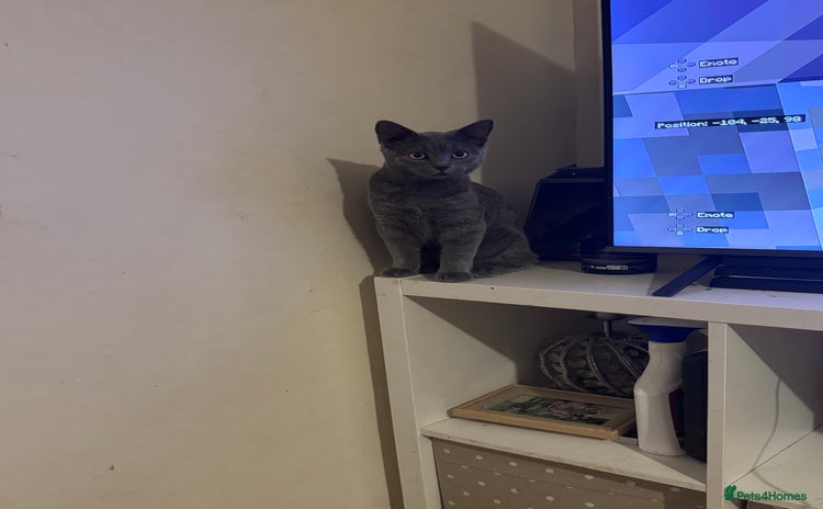 British Shorthair cats - Advert 7