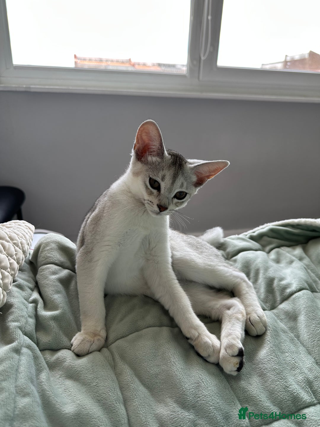Abyssinian cats for sale: Pedigree Silver Abyssinian kittens left 1 female - Image 23